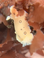Diaulula sandiegensis