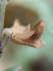 Scutellaria wrightii