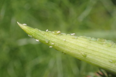 Cavariella aegopodii