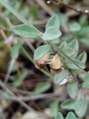 Scutellaria wrightii