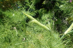 Cavariella aegopodii