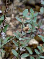 Scutellaria wrightii