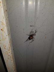Latrodectus geometricus