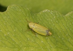 Verdanus