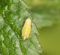 Verdanus