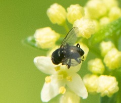Milichiidae