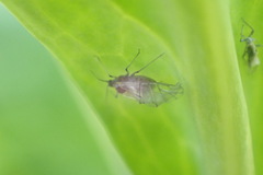 Brevicoryne brassicae