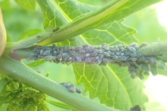 Brevicoryne brassicae