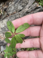 Rhododendron groenlandicum
