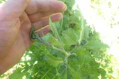 Brevicoryne brassicae