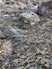 Zosteraceae