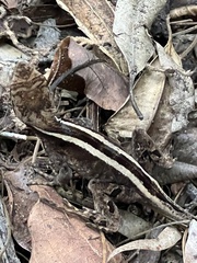 Enyalius