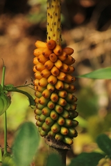 Amorphophallus
