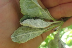 Podosphaera leucotricha