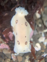 Diaulula sandiegensis