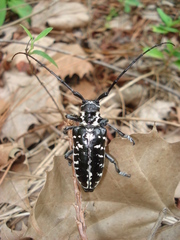 Plectrodera scalator