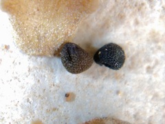 Scutellaria wrightii