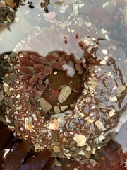 Urticina clandestina