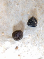 Scutellaria wrightii