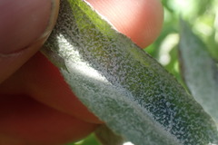 Podosphaera leucotricha