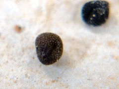 Scutellaria wrightii