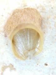 Scutellaria wrightii