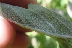 Podosphaera leucotricha