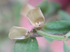 Scutellaria wrightii