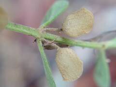 Scutellaria wrightii