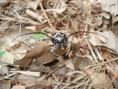 Plectrodera scalator