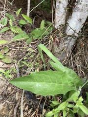 Hieracium lepidulum