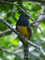 Trogon caligatus