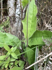 Hieracium lepidulum