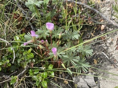 Oxalis adenophylla