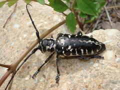 Plectrodera scalator