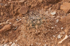 Pediocactus sileri