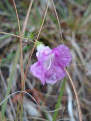 Agalinis edwardsiana