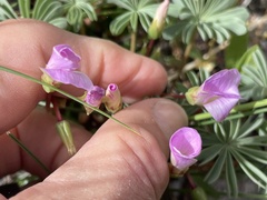Oxalis adenophylla
