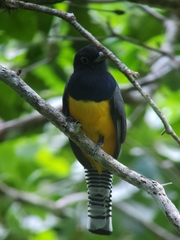Trogon caligatus