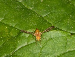 Strauzia longipennis