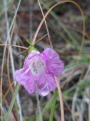 Agalinis edwardsiana
