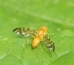 Strauzia longipennis