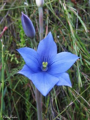 Thelymitra venosa