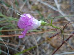 Agalinis edwardsiana