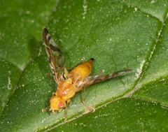 Strauzia longipennis