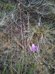Agalinis edwardsiana
