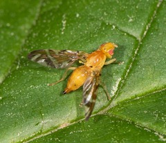 Strauzia longipennis