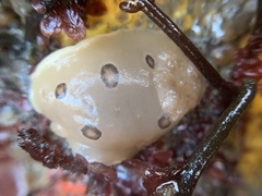 Diaulula sandiegensis