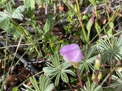 Oxalis adenophylla
