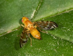 Strauzia longipennis
